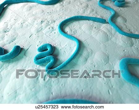 Drawing - Ebola virus, illustration. Fotosearch