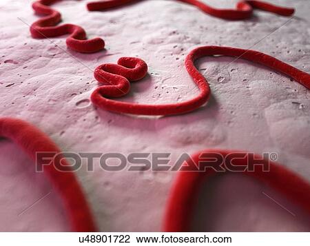 Drawing - Ebola virus, illustration. Fotosearch