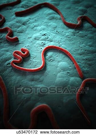 Drawing - Ebola virus, illustration. Fotosearch