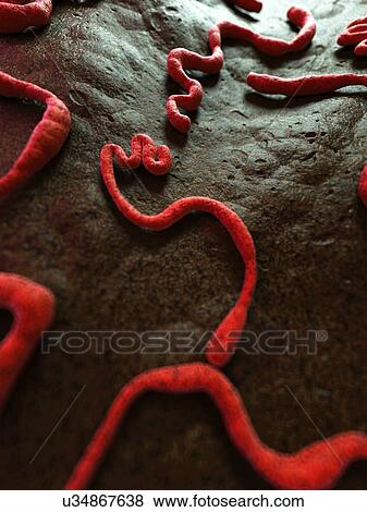 Stock Illustration - Ebola virus, illustration. Fotosearch