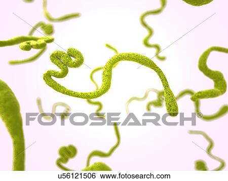 Stock Illustration - Ebola virus, illustration. Fotosearch