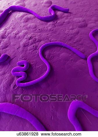 Stock Illustration - Ebola virus, illustration. Fotosearch