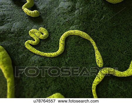 Stock Illustration - Ebola virus, illustration. Fotosearch