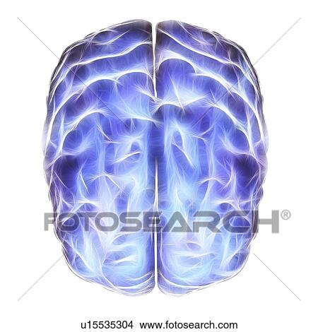 Electrical activity in the brain, artwork View Large Illustration Stock Illustration - Electrical activity in the brain, artwork. Fotosearch