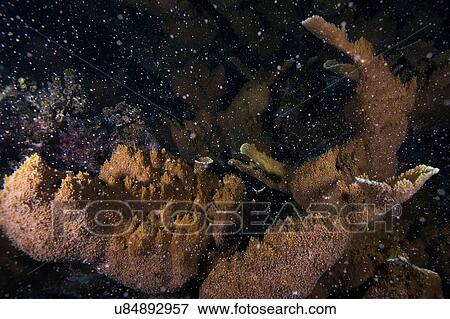 "Elkhorn (Acropora palmata) coral spawning. On certain full moon nights during august, certain coral colonies release their eggs all together, Cancun, Mexico" View Large Photo Image Stock Photo - "Elkhorn (Acropora palmata) coral spawning. On certain full moon nights during august, certain coral colonies release their eggs all together, Cancun, Mexico". Fotosearch