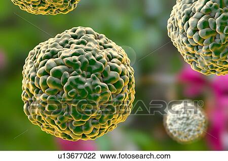 Enterovirus D68, illustration View Large Illustration Drawing - Enterovirus D68, illustration. Fotosearch