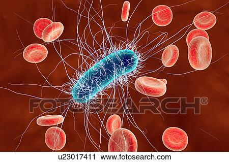 Clip Art - Escherichia coli bacteria, illustration. Fotosearch