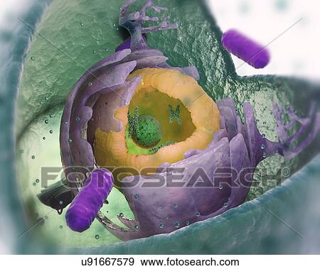 Eukaryotic cell structure View Large Photo Image Stock Photo - Eukaryotic cell structure. Fotosearch
