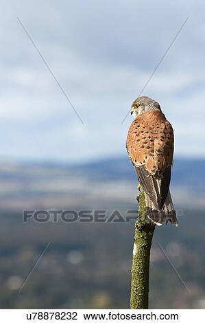 Eurasian Kestrel View Large Photo Image Stock Image - Eurasian Kestrel. Fotosearch