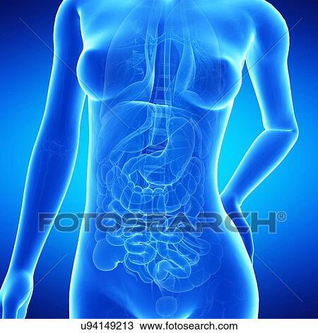 Female anatomy, illustration View Large Illustration Drawing - Female anatomy, illustration. Fotosearch