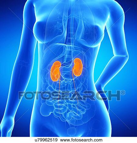 Stock Illustration - Female kidneys, illustration. Fotosearch