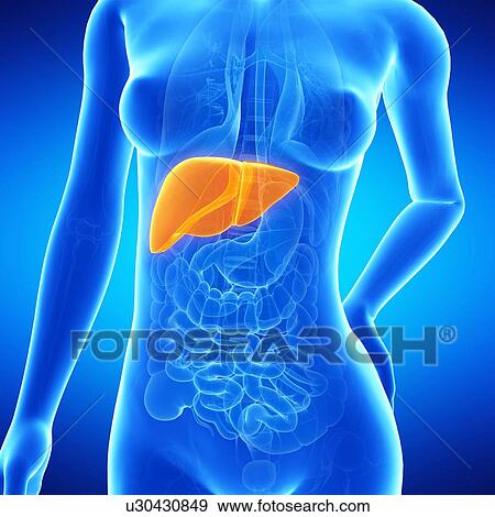 Stock Illustration - Female liver, illustration. Fotosearch