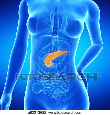 Drawing - Female pancreas, illustration. Fotosearch