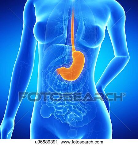 Clip Art - Female stomach, illustration. Fotosearch