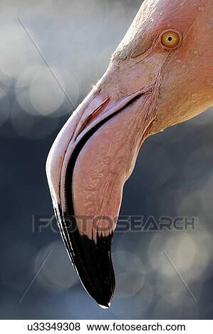 Stock Photo - Flamingo portrait. Fotosearch