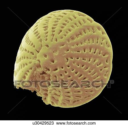 Drawing - Foraminiferan microfossil, SEM. Fotosearch