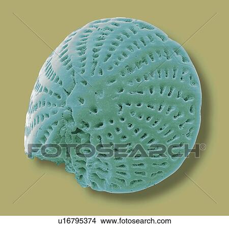 Foraminiferan microfossil, SEM View Large Illustration Stock Illustration - Foraminiferan microfossil, SEM. Fotosearch