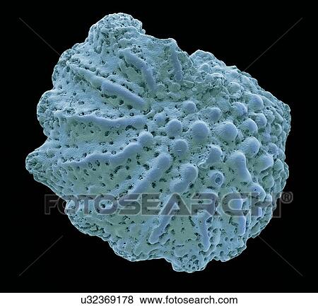 Foraminiferan microfossil, SEM View Large Illustration Stock Illustration - Foraminiferan microfossil, SEM. Fotosearch