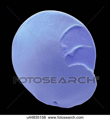 Foraminiferan microfossil, SEM View Large Illustration Stock Illustration - Foraminiferan microfossil, SEM. Fotosearch