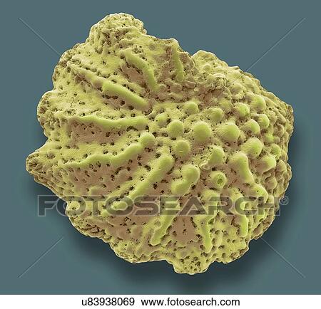 Foraminiferan microfossil, SEM View Large Illustration Stock Illustration - Foraminiferan microfossil, SEM. Fotosearch