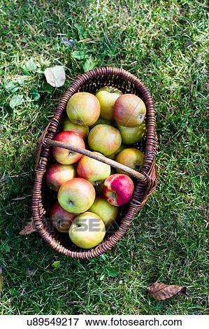 Stock Photo - Fresh homegrown apples in basket, high angle. Fotosearch