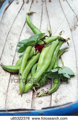 Stock Photo - Freshly picked green beans on white washed wood. Fotosearch