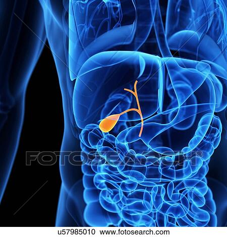 Gall bladder, illustration View Large Illustration Clipart - Gall bladder, illustration. Fotosearch