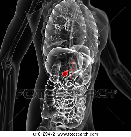 Gall bladder, illustration View Large Illustration Drawing - Gall bladder, illustration. Fotosearch