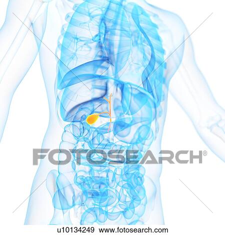 Gall bladder, illustration View Large Illustration Stock Illustration - Gall bladder, illustration. Fotosearch