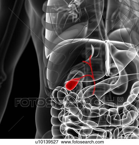 Stock Illustration - Gall bladder, illustration. Fotosearch