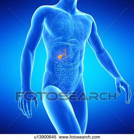 Gall bladder, illustration View Large Illustration Stock Illustration - Gall bladder, illustration. Fotosearch