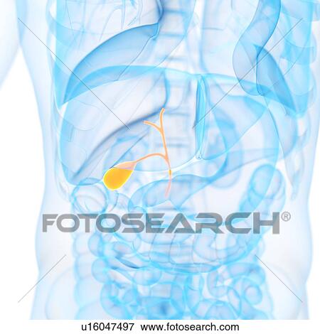 Stock Illustration - Gall bladder, illustration. Fotosearch