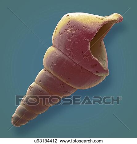 Gastropod microfossil, SEM View Large Illustration Drawing - Gastropod microfossil, SEM. Fotosearch