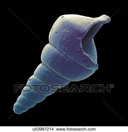 Stock Illustration - Gastropod microfossil, SEM. Fotosearch