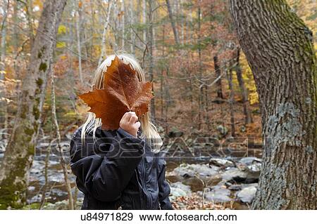 Stock Photo - Girl covering face with maple leaf in forest. Fotosearch