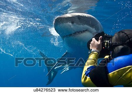 Stock Image - "Great white shark (Carcharodon carcharias) making a close pass while photographer leans to take a picture, Guadalupe Island, Mexico". Fotosearch