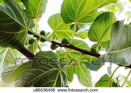 Stock Photograph - Green fig tree detail with figs. Fotosearch