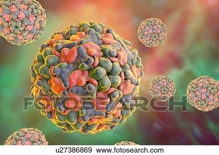 Group B Coxsackievirus, illustration View Large Illustration Stock Illustration - Group B Coxsackievirus, illustration. Fotosearch