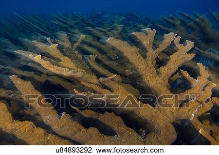Stock Image - "Healthy colony of elkhorn coral (Acropora palmata) at dusk, Cancun, Mexico". Fotosearch