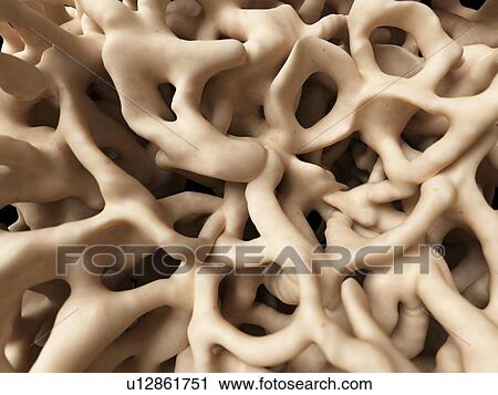 Clip Art - Healthy human bones, illustration. Fotosearch