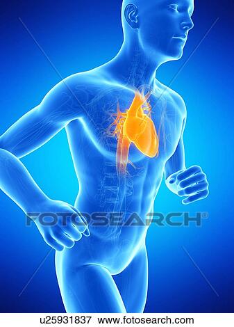 Stock Illustration - Heart, illustration. Fotosearch