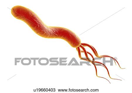 Drawing - Helicobacter pylori bacterium. Fotosearch