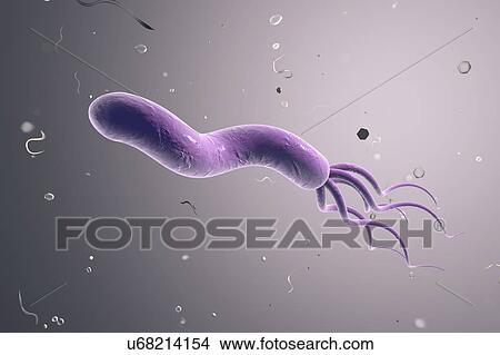 Stock Illustration - Helicobacter pylori bacterium. Fotosearch