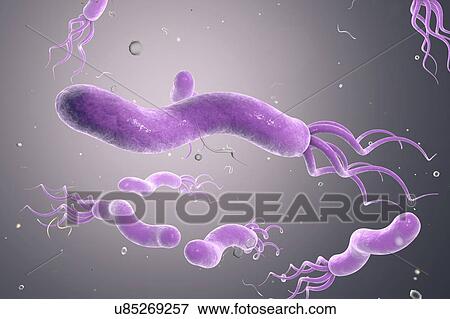 Helicobacter pylori bacterium View Large Illustration Stock Illustration - Helicobacter pylori bacterium. Fotosearch