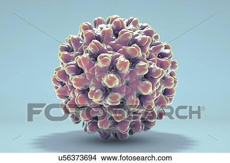 Stock Illustration - Hepatitis B virus, computer model. Fotosearch