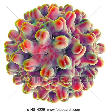 Hepatitis B virus, illustration View Large Illustration Stock Illustration - Hepatitis B virus, illustration. Fotosearch