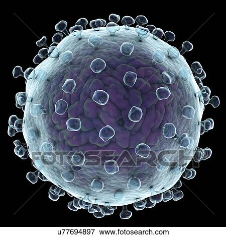 Hepatitis C virus, illustration View Large Illustration Stock Illustration - Hepatitis C virus, illustration. Fotosearch