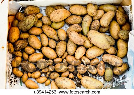 Stock Image - Homegrown potatoes. Fotosearch
