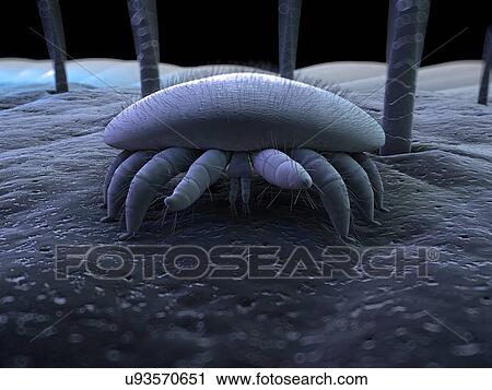 Stock Image - "Honeybee mite, artwork". Fotosearch