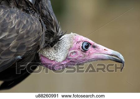 Stock Image - Hooded vulture portrait. Fotosearch